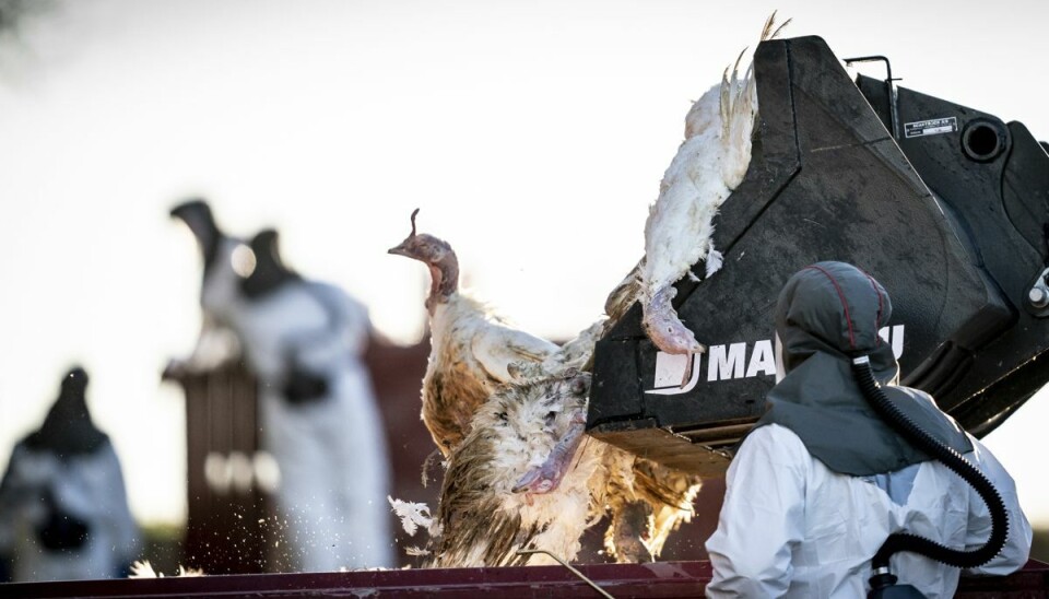 Fødevarestyrelsen og Beredskabsstyrelsen afliver og kører tusinder af kalkuner til destruktion, på Kalkunfarm ved Ruds vedby på Vestsjælland torsdag den 6. januar 2022. (Arkivfoto)