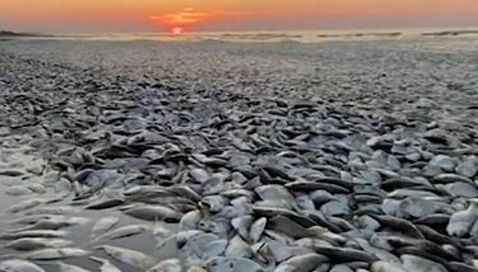 Titusinder af døde fisk er skyllet op på stranden ved byen Freeport i Texas på grund af iltsvind.
