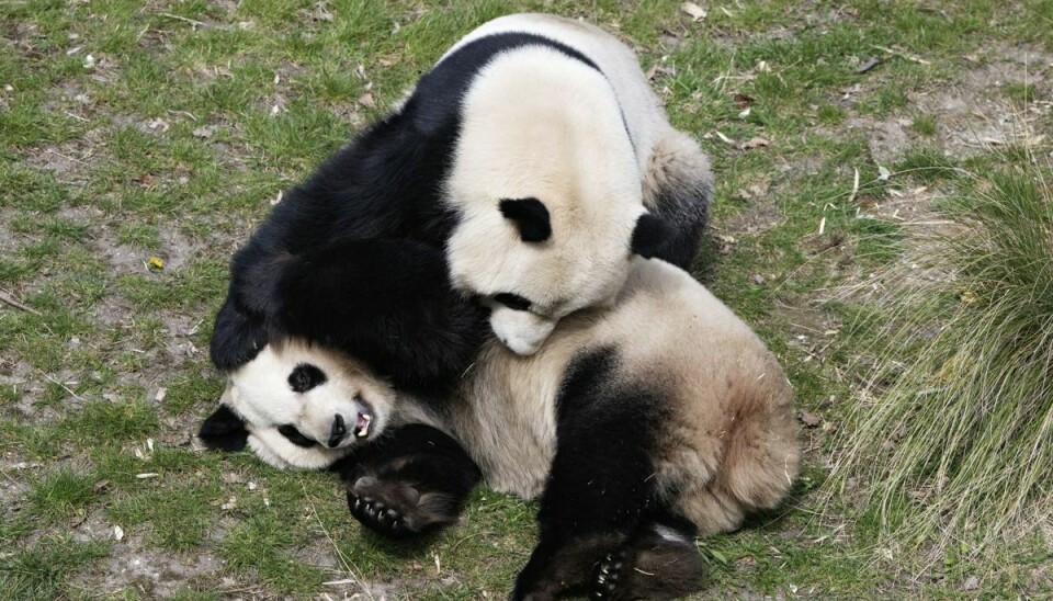 Indtil videre er det ikke lykkedes Zoologisk Have i København at få de to pandaer, som Danmark har lånt af Kina, til at parre sig. Derfor prøver haven i år noget nyt. Pandaerne Mao Sun og Xing Er skal bruge mere tid sammen, forud for den korte periode på et par dage hvor Mao Sun er i brunst. (Arkivfoto).