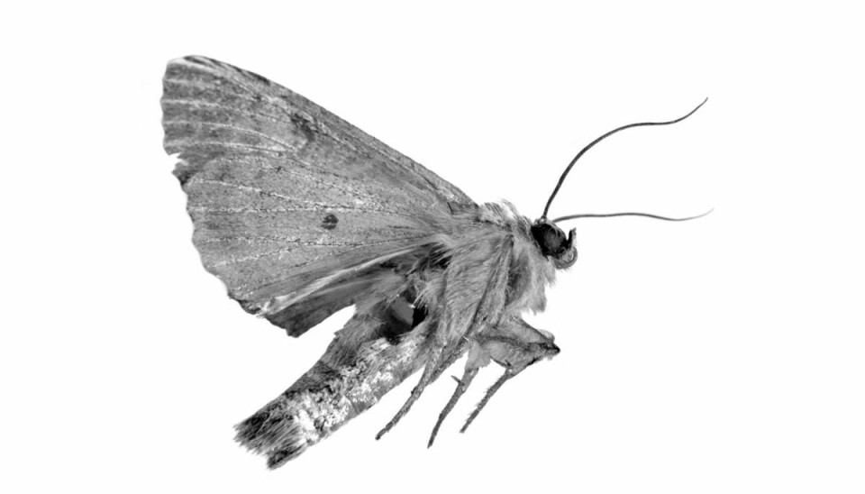 Møl findes i forskellige varianter, men generelt er der tale om små bevingede insekter. (Arkivfoto).