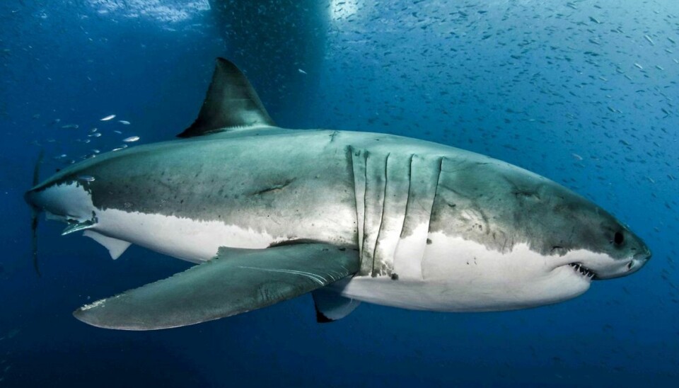 En 39-årig kvinde blev dræbt af en haj under en morgendukkert. Arkivfoto.