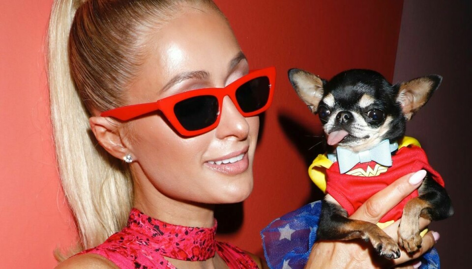 Paris Hilton ses her med sin elskede hund Diamond Bay, der er gået på opdagelse ude i den store verden.