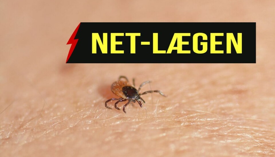 Så farlig er den Skovflåter kan forårsage infektion med Borreliose. Borreliose er en zoonose, der skyldes infektion med bakterien Borrelia, der i Danmark overføres fra dyr til mennesker ved bid med skovflåten (Ixodes ricinus). Der findes mange forskellige Borrelia arter, hvoraf de hyppigste human patogene arter i Danmark er B. afzellii, B. garinii, og B. Burgdorferi sensu stricto.