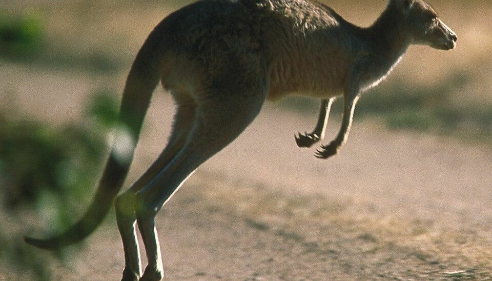 Det endte med, at kænguruen, som formentlig havde dræbt sin ejer, blev skudt af politiet.