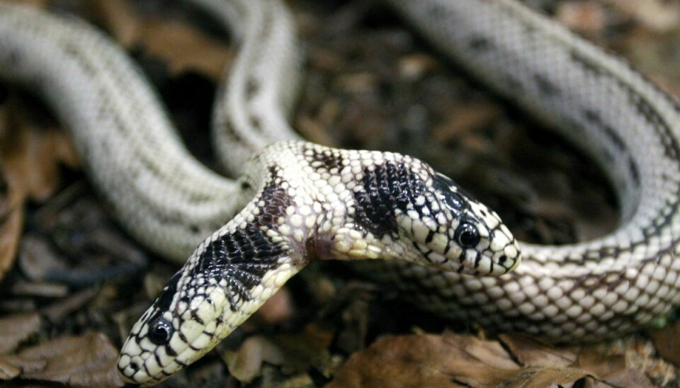 En tohovedet slange er for anden gang fundet i den danske natur. (Arkivfoto).