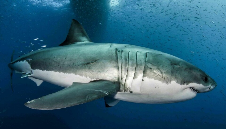 En tyrehaj har angrebet en amerikansk kvinde på Bahamas. På billedet er det dog en hvid haj.