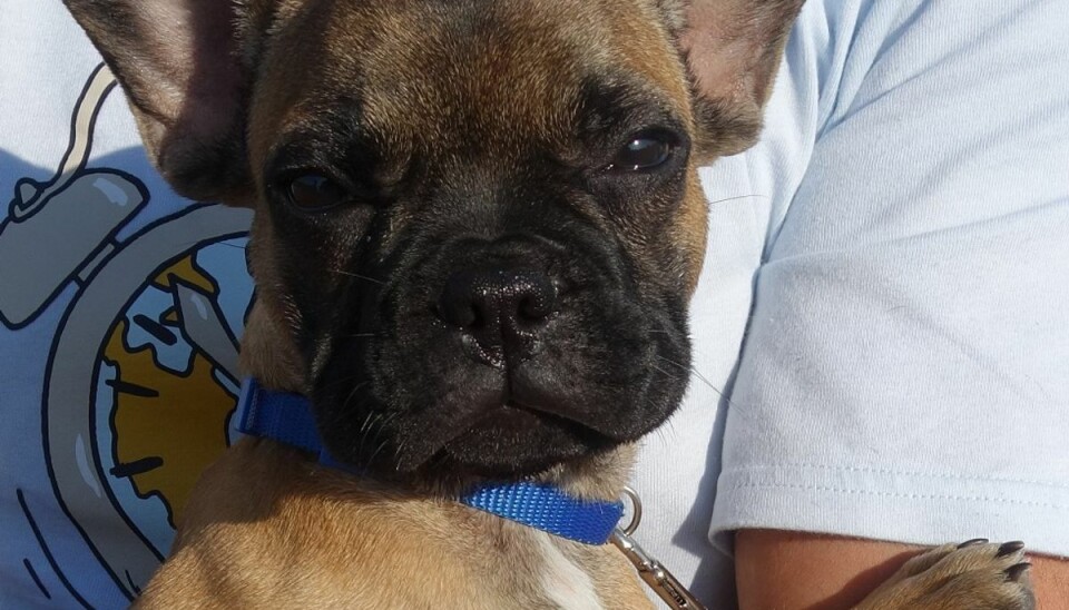Det var denne hundehvalp, som var på vej til Danmark - uden de nødvendige papirer - de tyske told-myndigheder beslaglagde. Det var denne hundehvalp, som var på vej til Danmark - uden de nødvendige papirer - de tyske told-myndigheder beslaglagde.