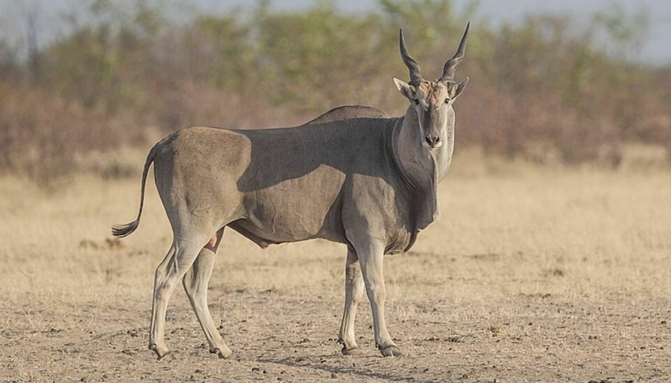 En elg-antilope han blive tre meter i længden og veje op mod et ton.