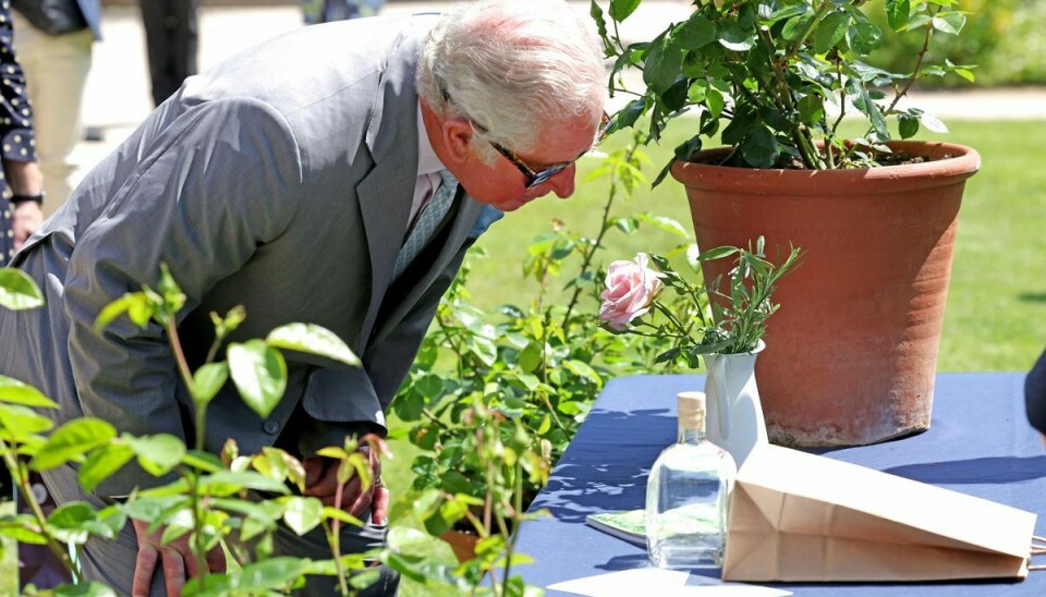 Prins Charles går nu ind i parfume-branchen og lancerer sin egen Eue de Parfum, der er inspireret af sommerduftene i Highgrove Gardens.