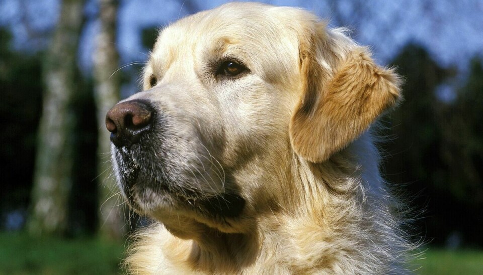 Golden retriever kan være et godt valg, hvis du vil have en aktiv hund til familien. (Arkivfoto).
