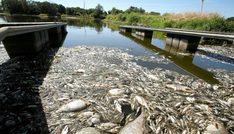 Der er mistanke om en slags forurening i floden Oder, hvor tusindvis af døde fisk er fundet, her ved den polske by Kostrzyn.