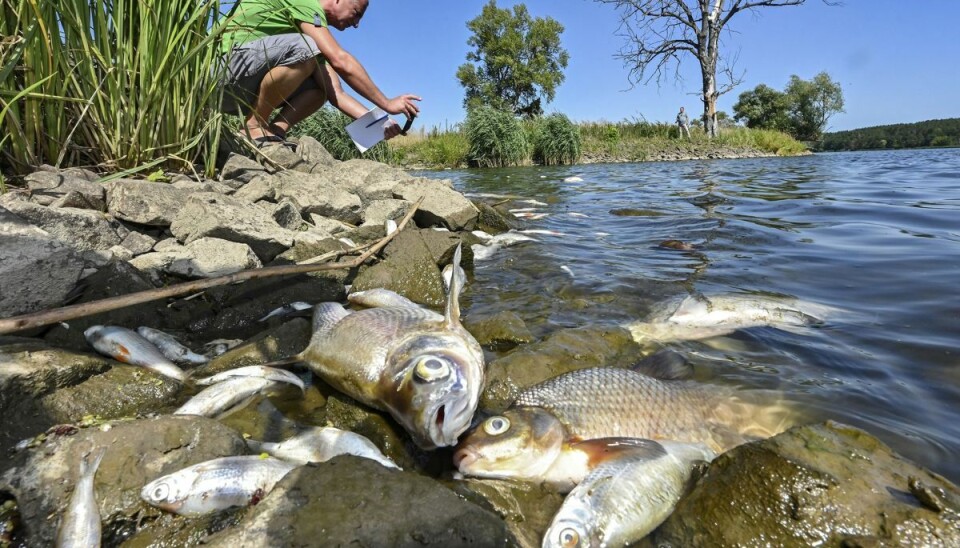 En mand ser nærmere på de døde fisk ved Schwedt i den tyske delstat Brandenburg.