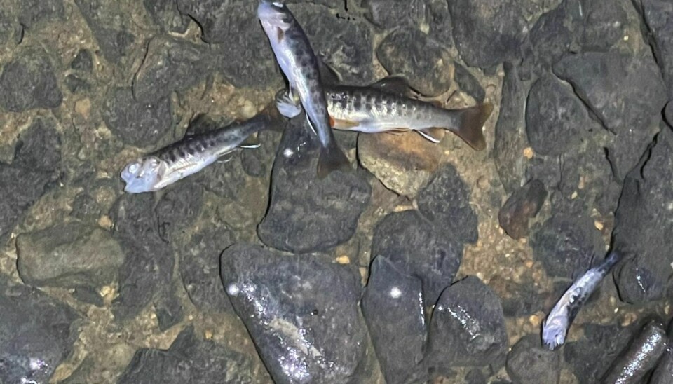 Ørreder i Skartved Bæk er døde på grund af udslippet af spildevand. Der er sket fiskedød på en vandløbsstrækning på ca. 1,7 km.