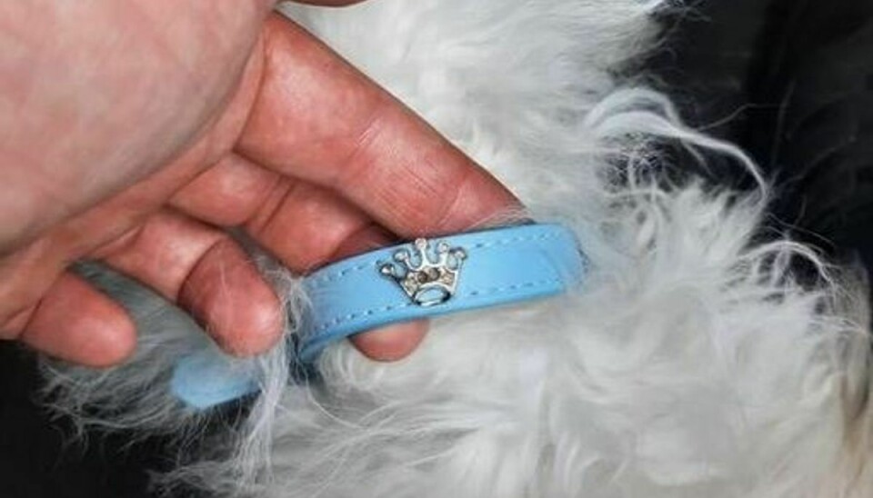 Kender du ejeren af hunden med dette halsbånd?