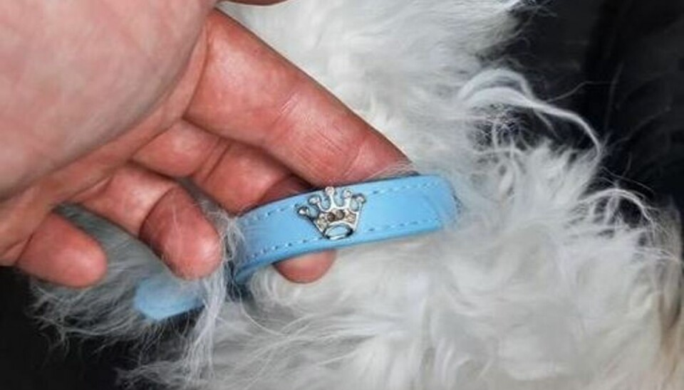 Kender du ejeren af hunden med dette halsbånd? Kender du ejeren af hunden med dette halsbånd?
