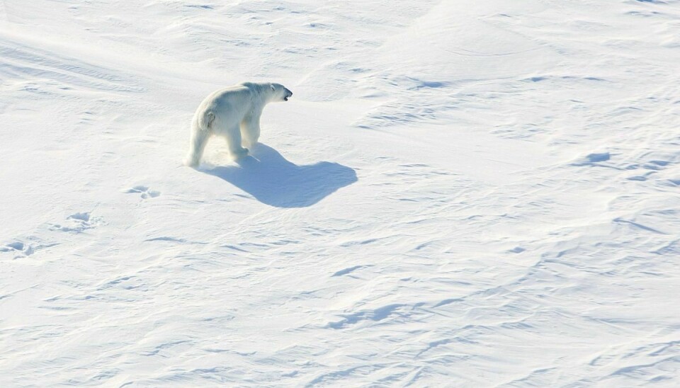 En isbjørn har angrebet en fransk turist på Svalbard. (Arkivfoto).