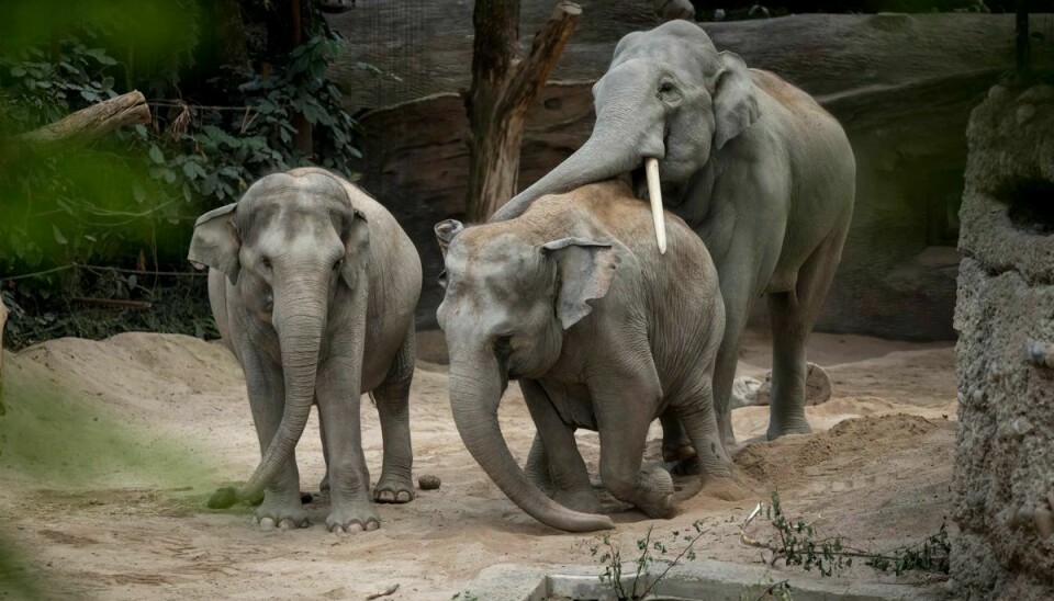 De tre elefanter døde af en særlig herpes virus.