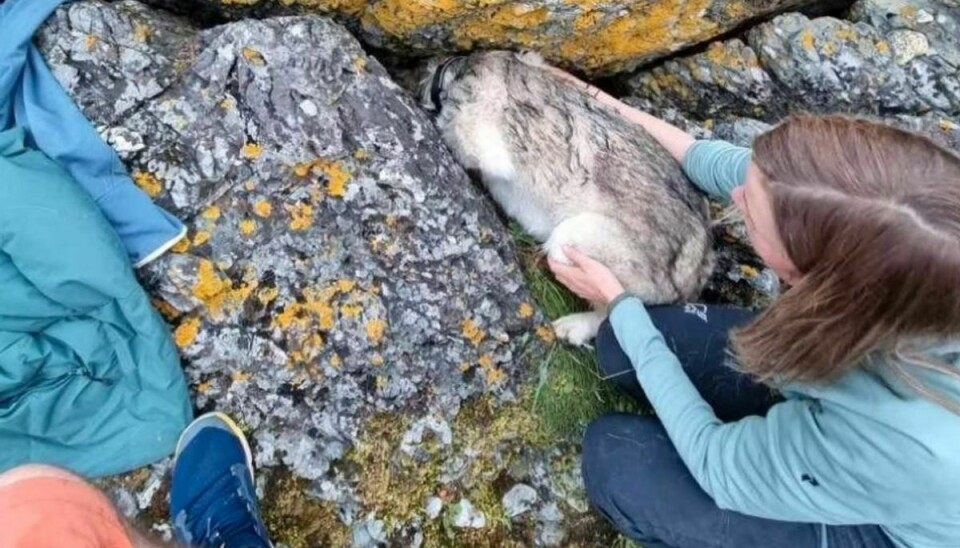 Hunden sad bomfast under en klippe i Norge.