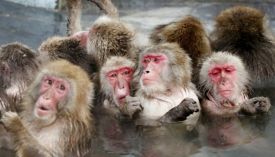 De japanske makakaber er blandt andet kendt for at opholde sig i varme kilder forskellige steder i landet. (Arkivfoto).