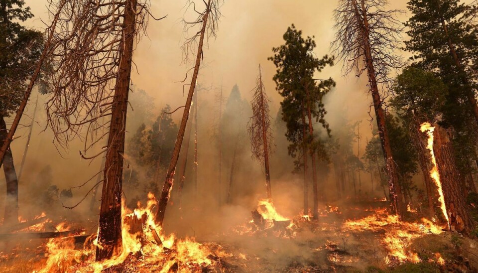 Branden nær nationalparken Yosemite startede fredag i den amerikanske delstat Californien. Over 500 store rødtræer er i farezonen.