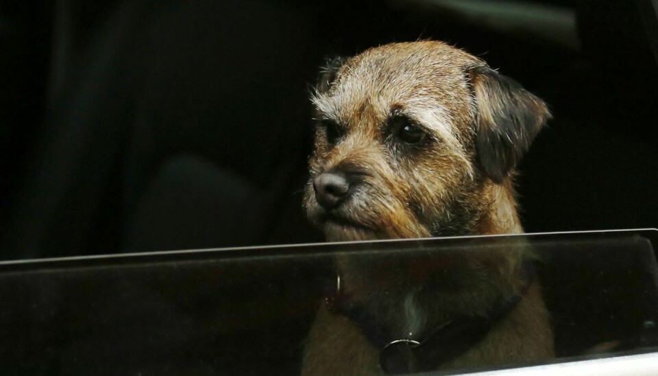 Det kan i værste fald koste din hund livet, hvis den tilbringer for lang tid i en varm bil