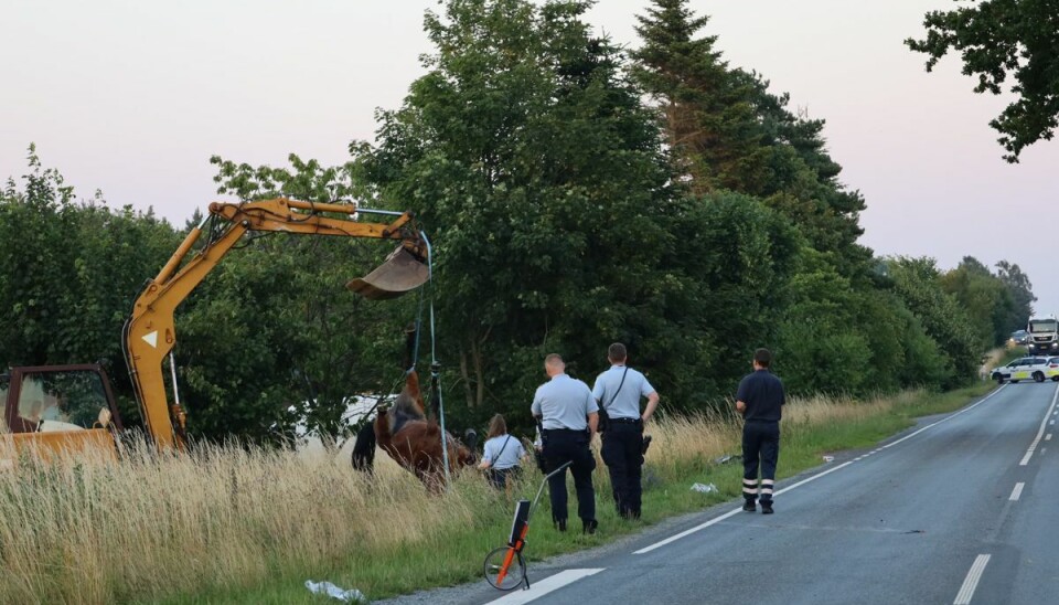Hesten måtte aflives efter ulykken. Hesten måtte aflives efter ulykken.