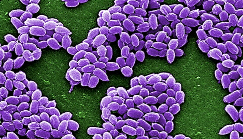 Bakterien, som giver sygdommen, ser sådan ud.