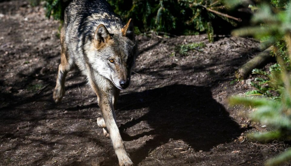 Der er en unaturlig høj forsvindingsrate for danske ulve, har forskere tidligere konkluderet. Ulven på billedet her er dog fra zoologisk have i København. (Arkivfoto).