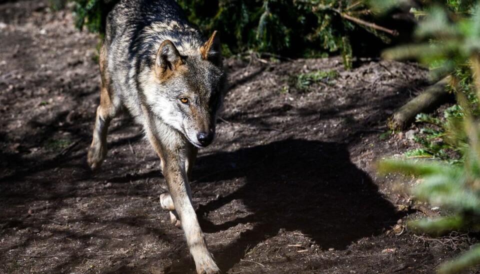 Der er en unaturlig høj forsvindingsrate for danske ulve, har forskere tidligere konkluderet. Ulven på billedet her er dog fra zoologisk have i København. (Arkivfoto). Der er en unaturlig høj forsvindingsrate for danske ulve, har forskere tidligere konkluderet. Ulven på billedet her er dog fra zoologisk have i København. (Arkivfoto).