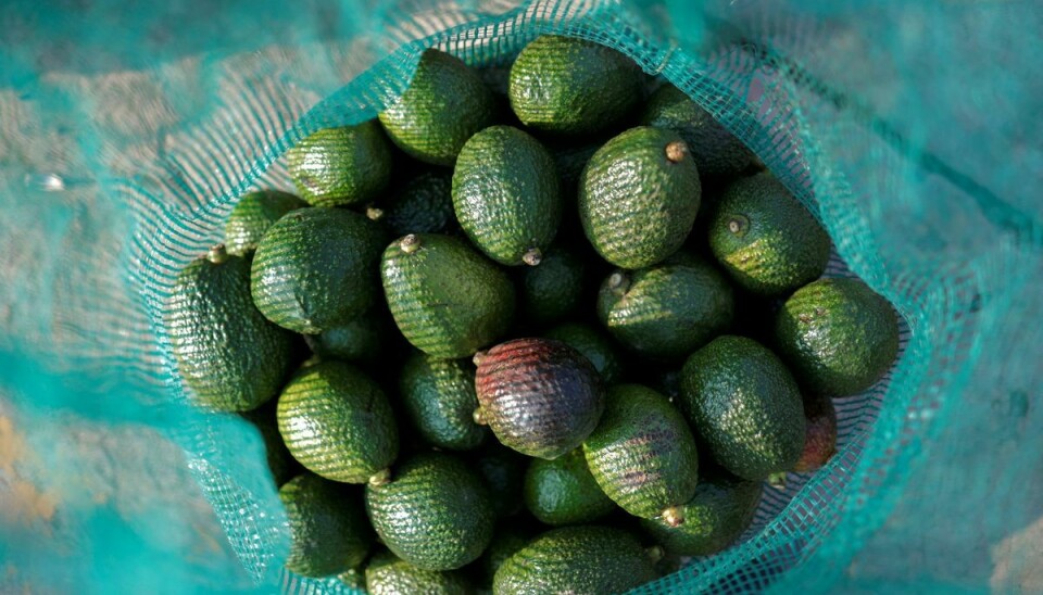 Der findes mange forskellige avocadosorter. Den mest populære er hass-avocadoen, der kommer fra USA. (Arkivfoto).