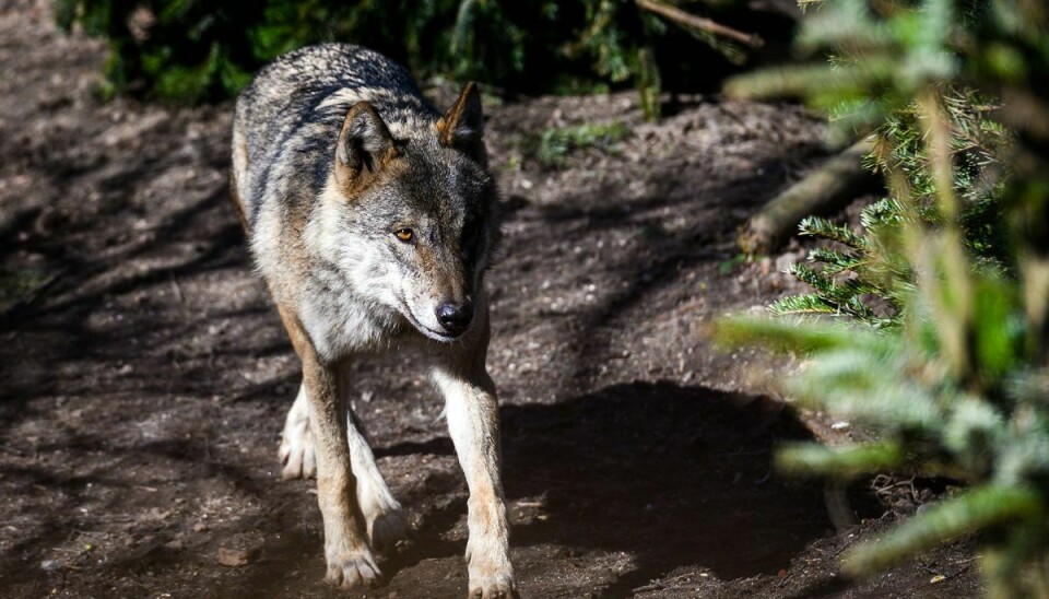 Denne ulv er fra Københavns Zoo, men otte nye er kommet til i det vilde.