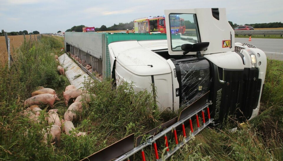 600 svin ligger i rabatten ved den tyske motorvej A7.