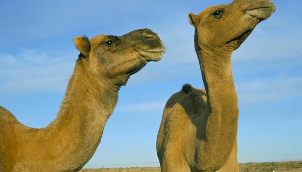 En kamel slæbte en mand fem meter, da han skulle klargøre den til flytning.
