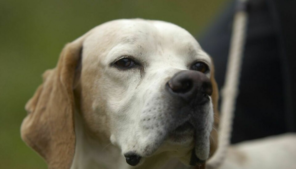 Gang på gang ser dyrlægerne, at hunde kommer ind med nikotinforgiftning.