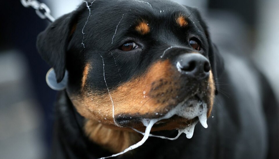 Det var en Rottweiler-lignende hund, der skambed kvinden alvorligt i ansigtet.