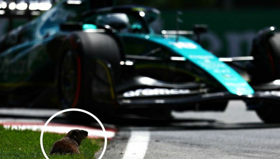 Et murmeldyr ses her ved banen på Circuit Gilles Villeneuve fredag, mens Lance Stroll kan ses i baggrunden i sin Aston Martin.