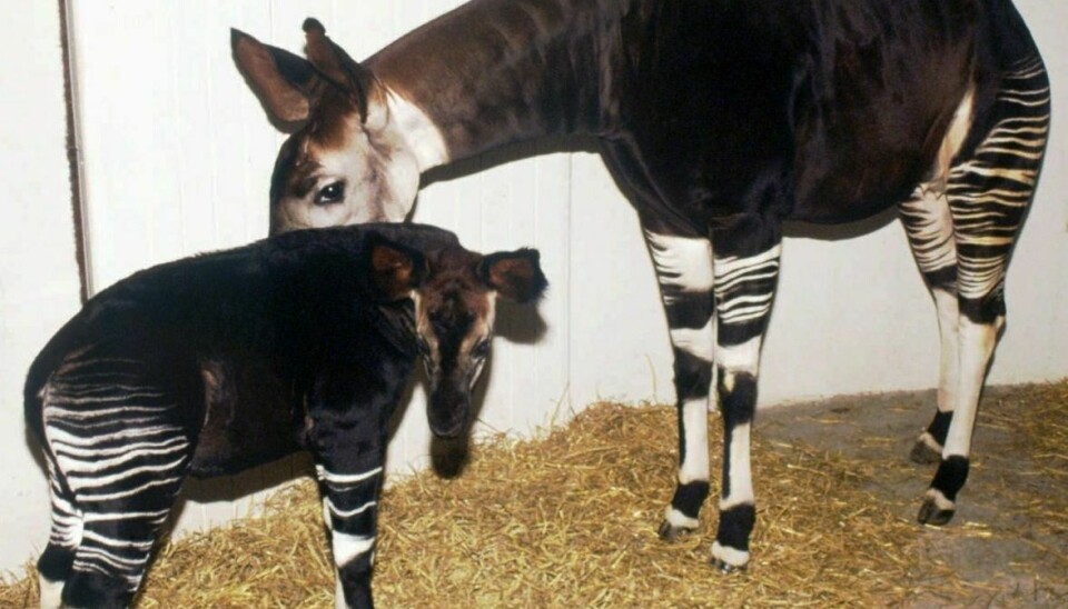 Okapierne i Københavns Zoo fik stress under festival. Her ses Katanda, der døde under en operakoncert i 1994