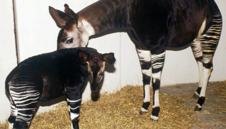 Okapierne i Københavns Zoo fik stress under festival. Her ses Katanda, der døde under en operakoncert i 1994 Okapierne i Københavns Zoo fik stress under festival. Her ses Katanda, der døde under en operakoncert i 1994