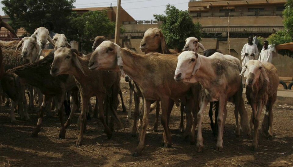 Værdien af fårene, som er druknet, var omkring 28 millioner kroner. På billedet ses får til salg på et marked i Sudans hovedstad, Khartoum. (Arkivfoto).