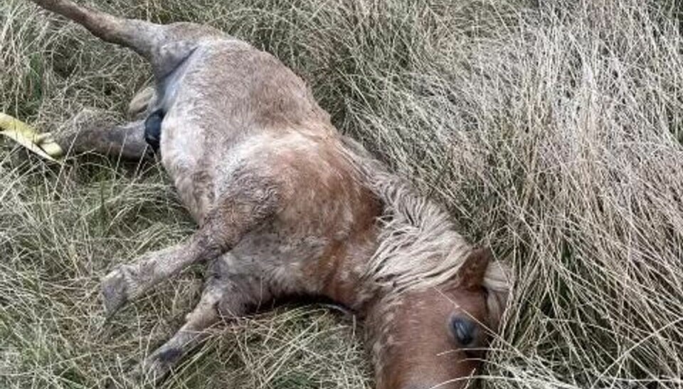 Shetlandsponyen Frede blev fundet dræbt i nærheden af hans fold i Sparkær.