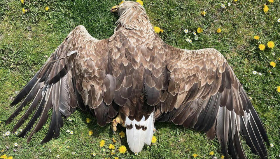 Havørnen er Nordeuropas største rovfugl med et vingefang på op til 244 centimeter.