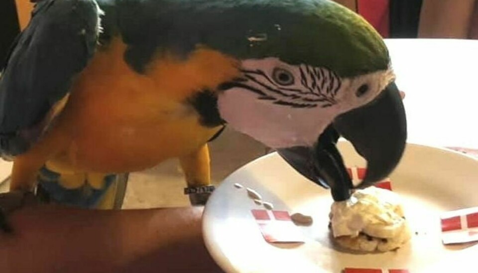 Her ses Carlo nyde et stykke kage på sin første fødselsdag.