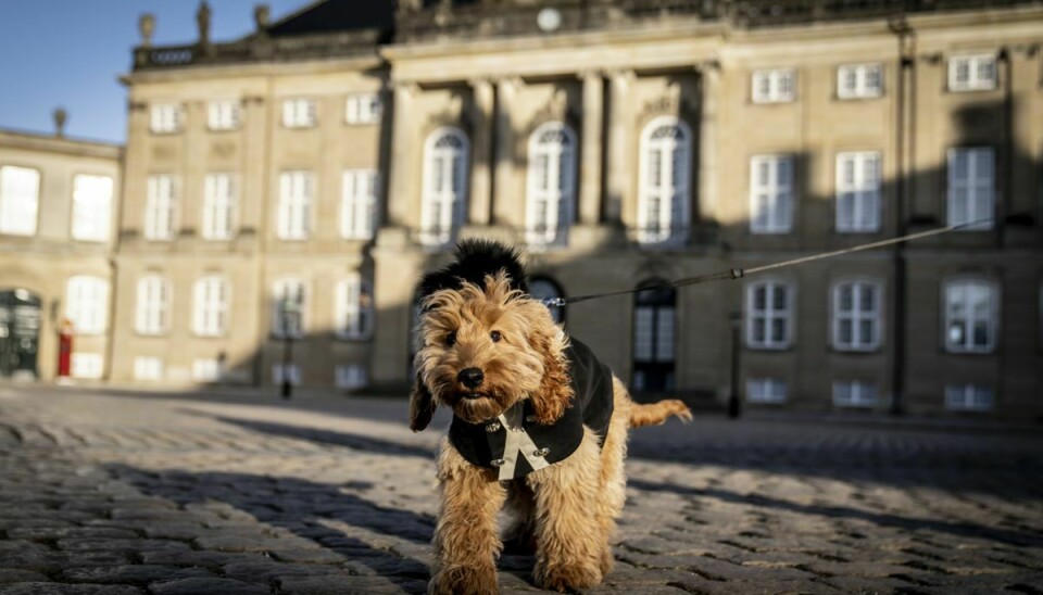 Den 5 måneder gamle Cockapoo, som hedder Topper, besøger Amalienborg Slotsplads i København, fredag den 14. januar 2022.