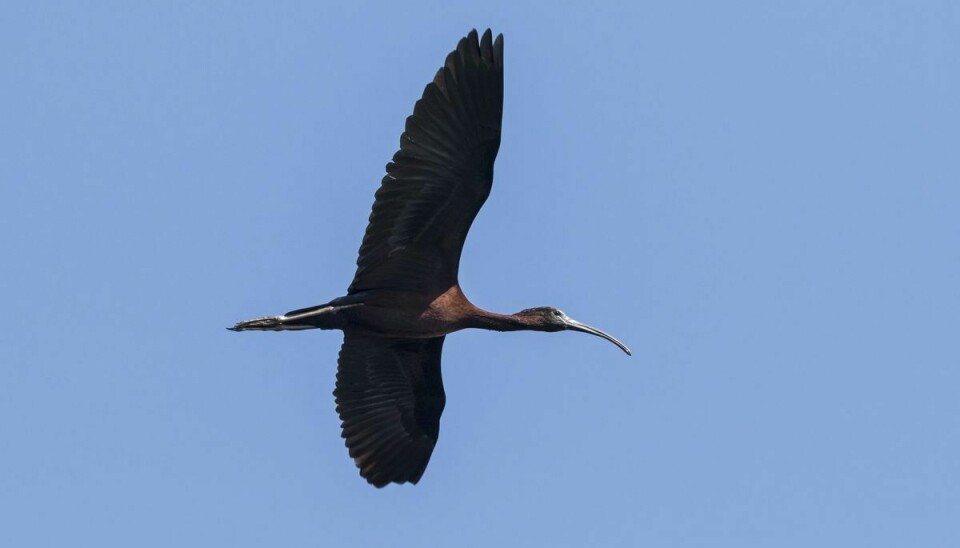 Sort ibis er den seneste måned registreret herhjemme i rekordstort antal. Det skyldes ifølge biolog Knud Flensted en kombination af forbedrede levebetingelser i Spanien og klimaforandringer.