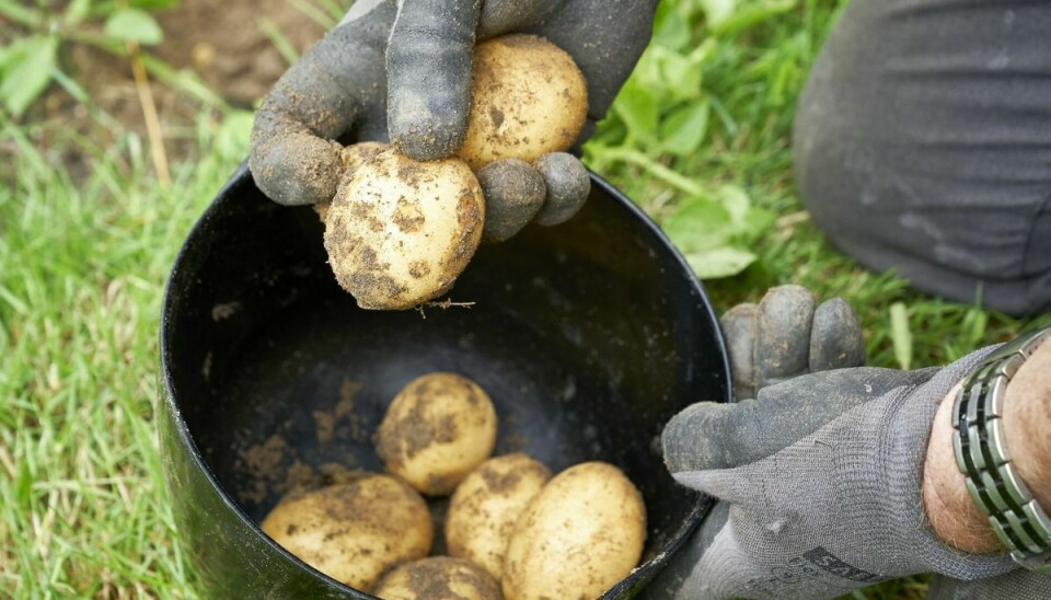 Når de første kartofler er høstet, bør du plante noget andet samme sted. Bar jord er nemlig ikke velkommen i køkkenhaven.