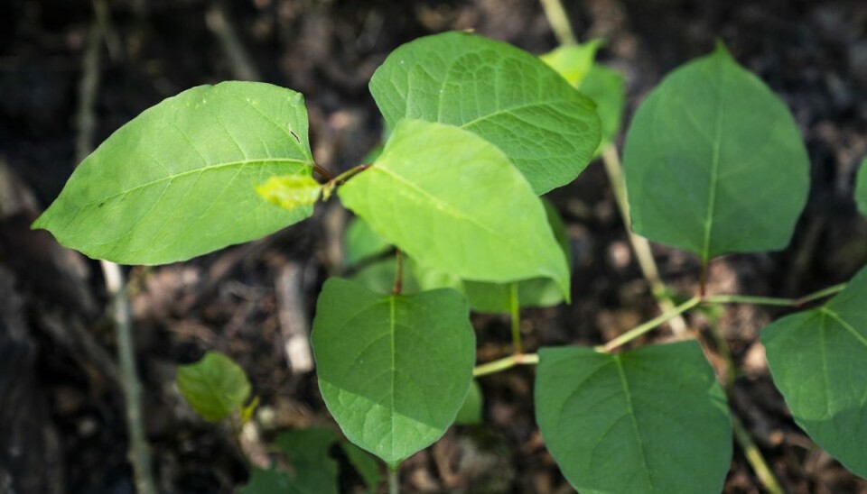 Miljøstyrelsen har sat japan-pileurt på den nationale liste over invasive arter, så den ikke længere kan sælges på planteskolerne. (Arkivfoto). Miljøstyrelsen har sat japan-pileurt på den nationale liste over invasive arter, så den ikke længere kan sælges på planteskolerne. (Arkivfoto).