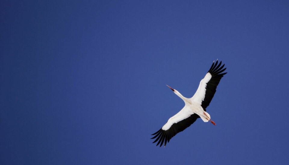 Det går fremad for storken i Danmark. Her er det en stork i Hviderusland.
