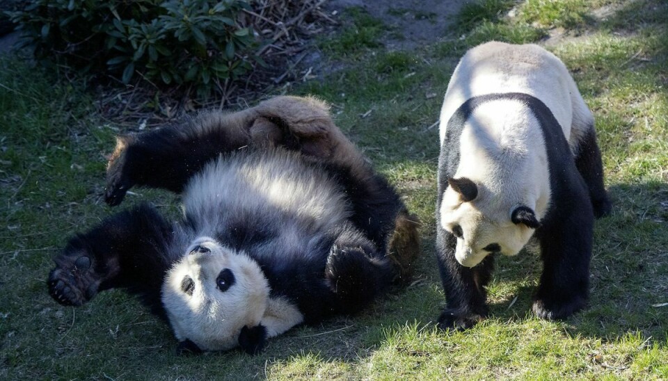 Københavns Zoo prøver for tredje gang at få pandaerne til at parre sig. I 2021 havde hannen ikke meget interesse til overs for hunnen, der gjorde sig til. (Arkivfoto).