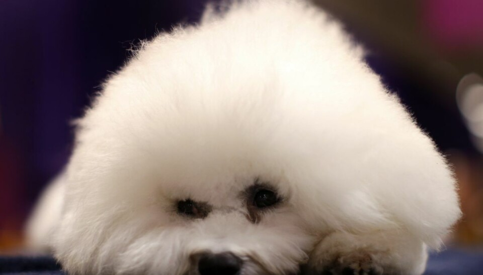 Parret havde blandt andet hunde af racen Bichon Frisé, som en 45-årig mand ifølge retten i Odense har brugt stødhalsbånd på. Parret havde blandt andet hunde af racen Bichon Frisé, som en 45-årig mand ifølge retten i Odense har brugt stødhalsbånd på.