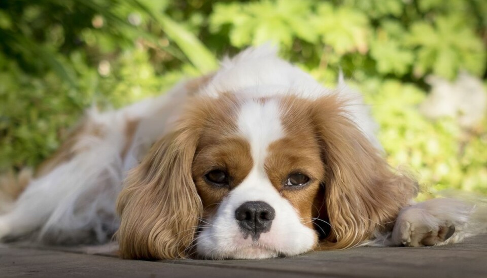 Hjertelungeorm smitter ved, at sneglene spiser afføring fra en inficeret hund eller ræv, hvorefter en hund spiser sneglen.